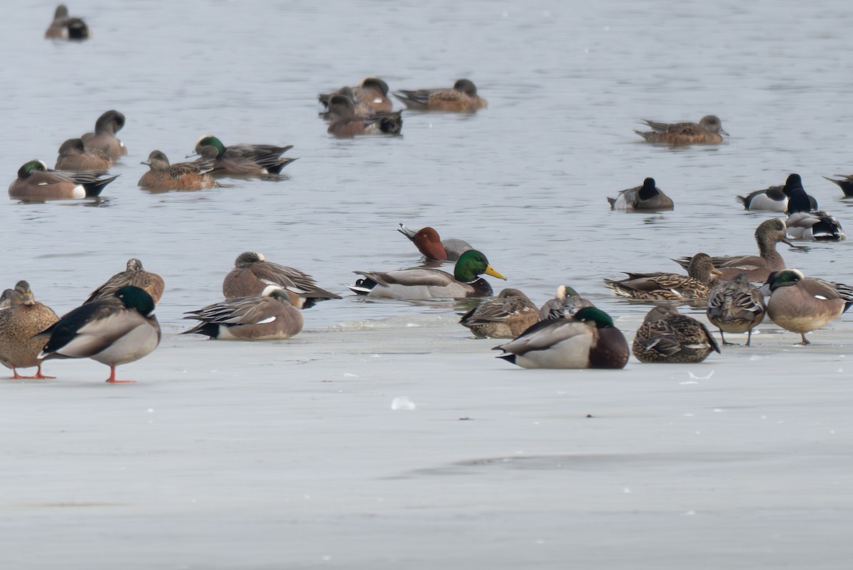 Redhead - ML630879677