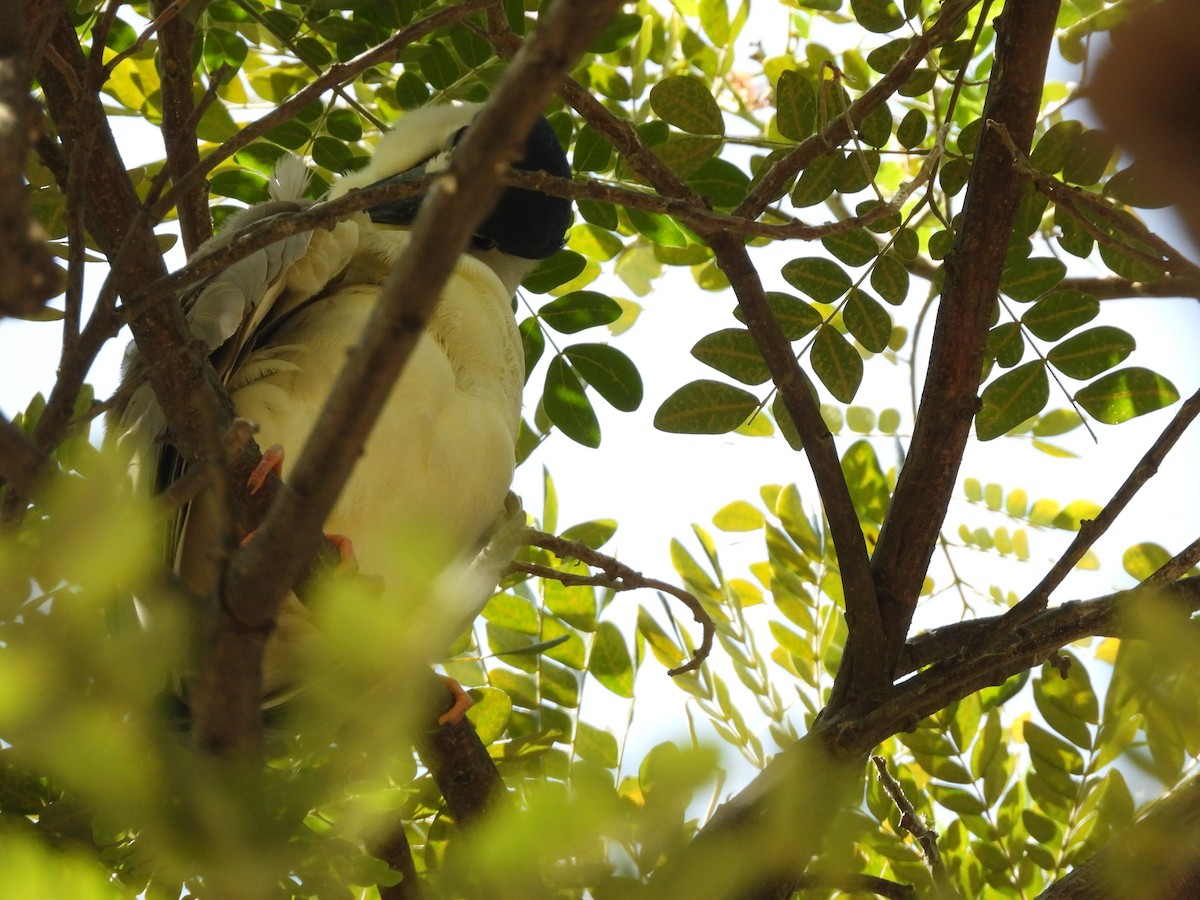Black-crowned Night Heron - ML630879703