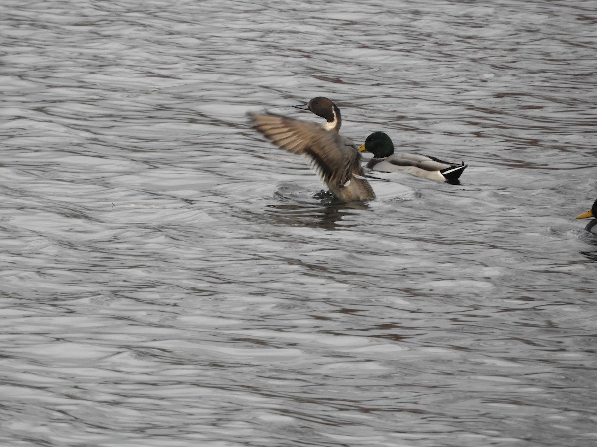 Northern Pintail - ML630879774