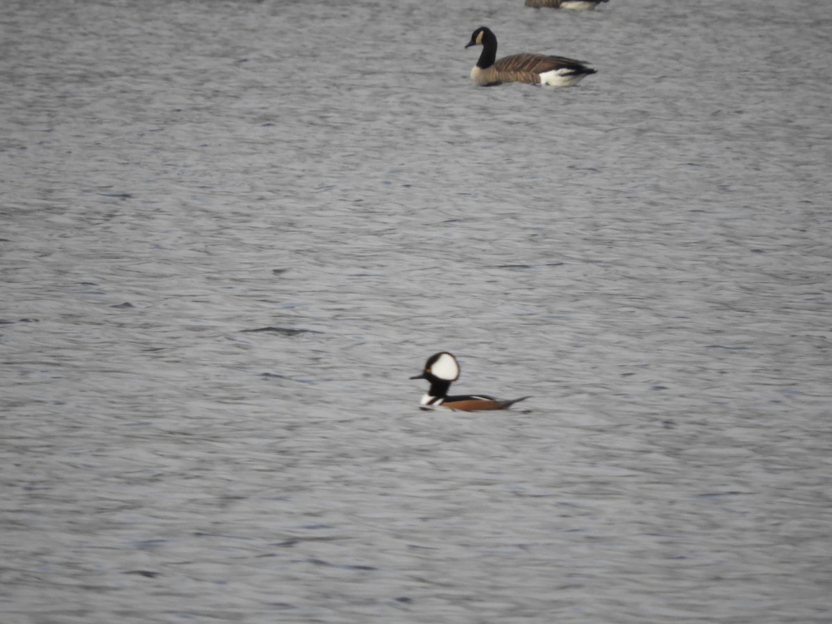 Hooded Merganser - ML630879784