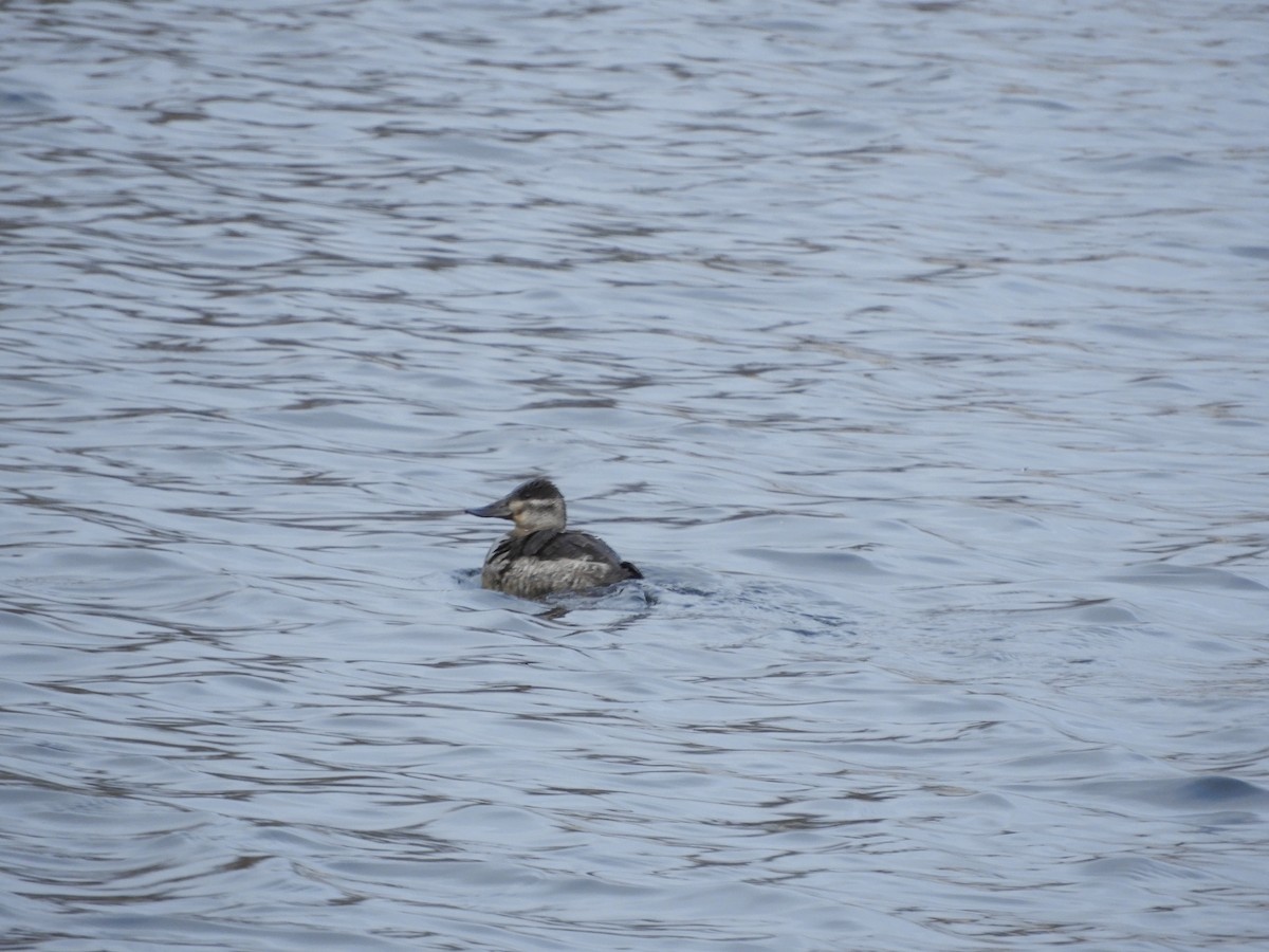 Ruddy Duck - ML630879792