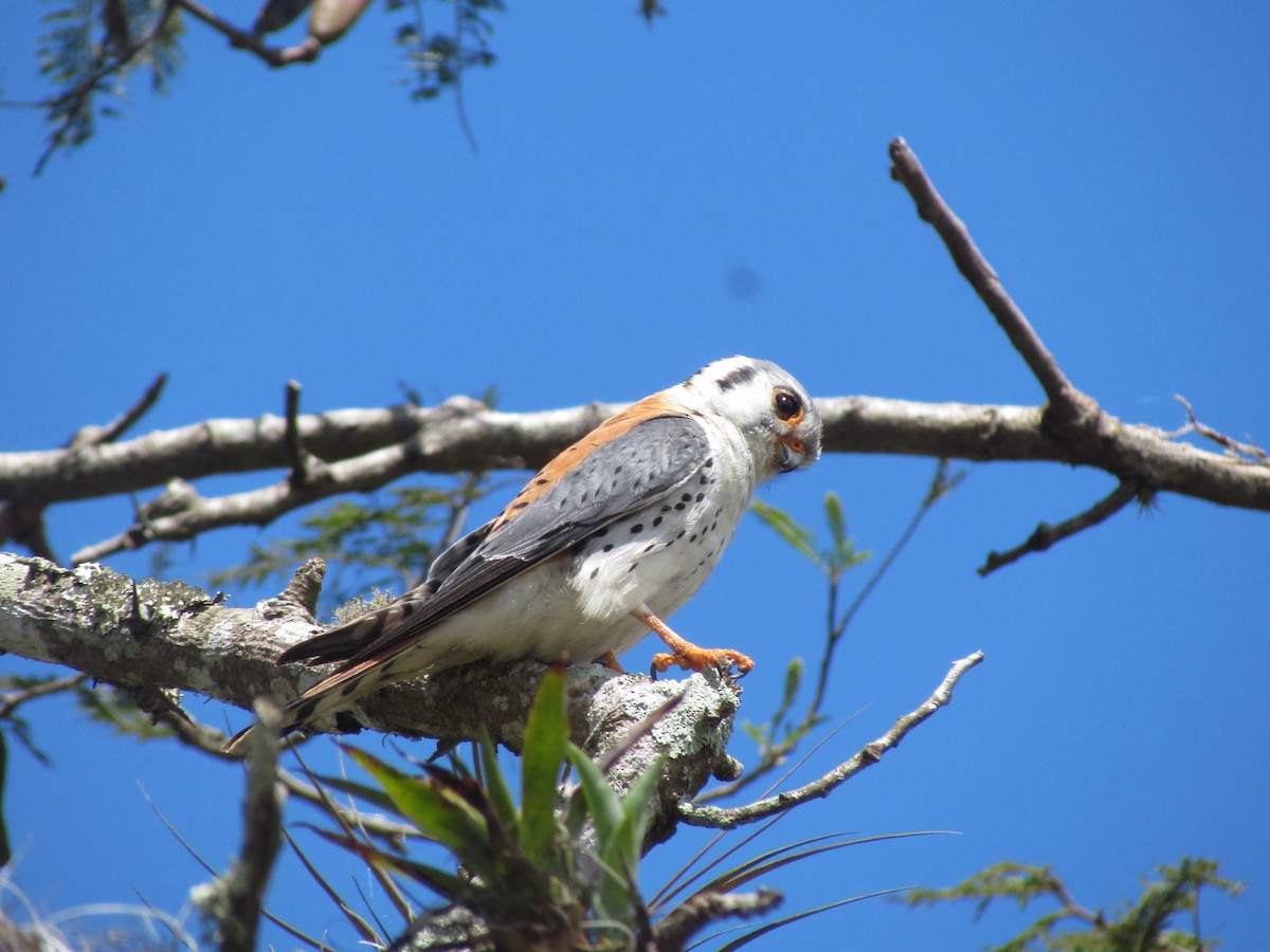 American Kestrel - ML630879794