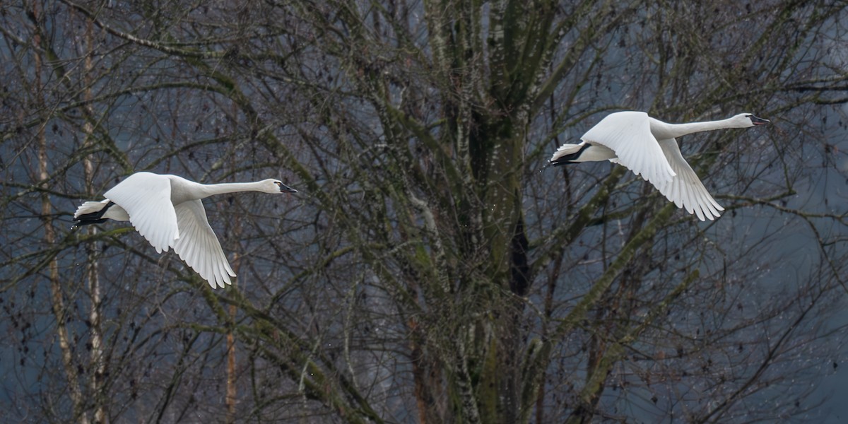 Tundra Swan - ML630879805