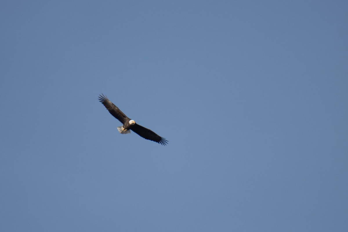 Bald Eagle - ML630879817