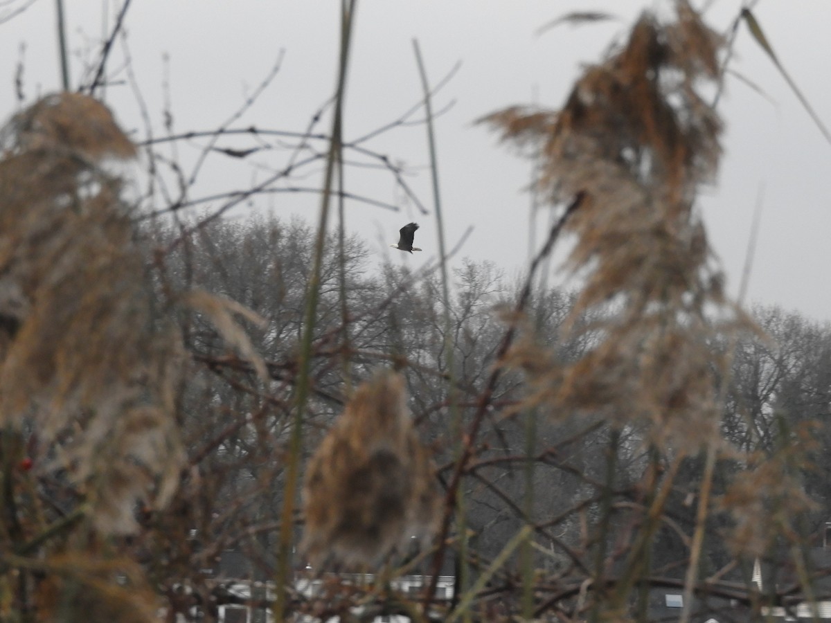 Bald Eagle - ML630879822