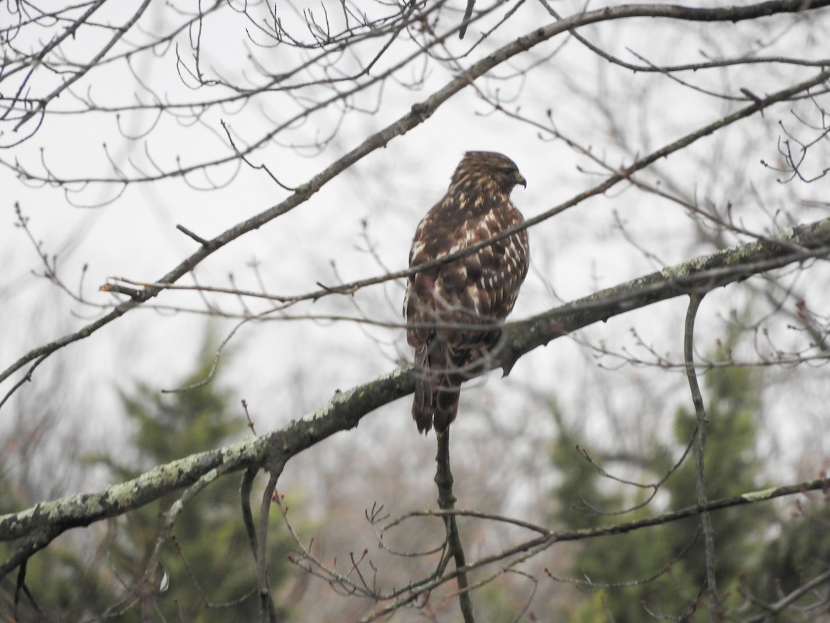 Red-tailed Hawk - ML630879832