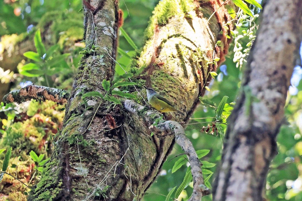 Javabrillenvogel - ML630880026