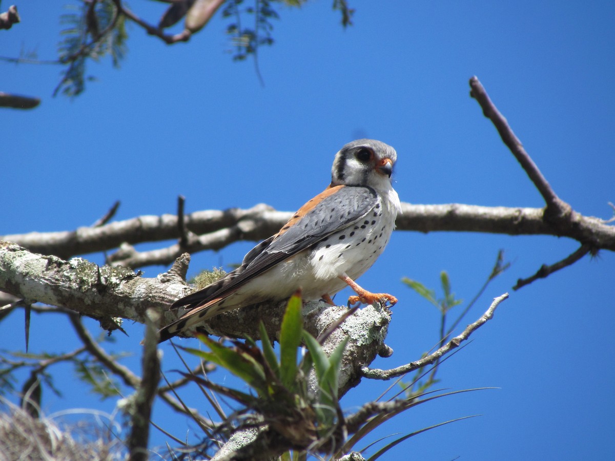 American Kestrel - ML630880034