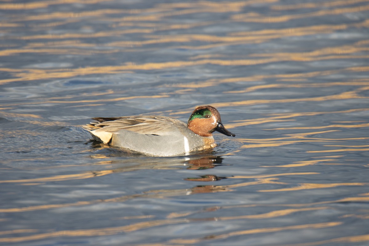 Green-winged Teal - ML630880062