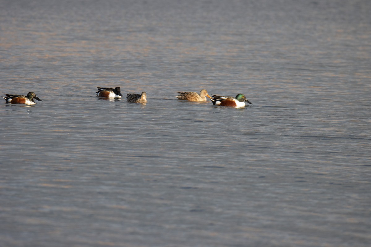 Northern Shoveler - ML630880188