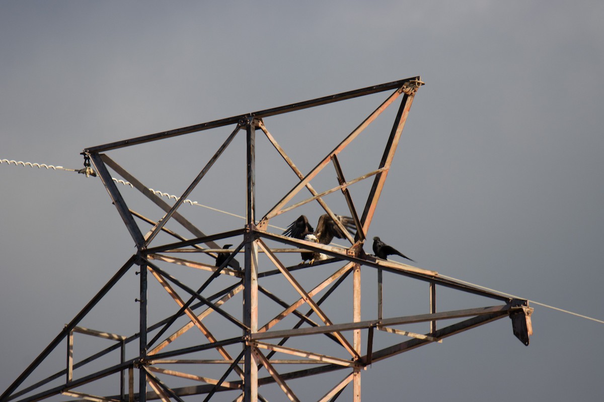 Bald Eagle - ML630880290