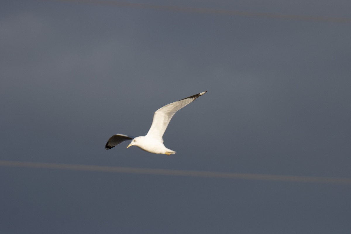 Ring-billed Gull - ML630880371