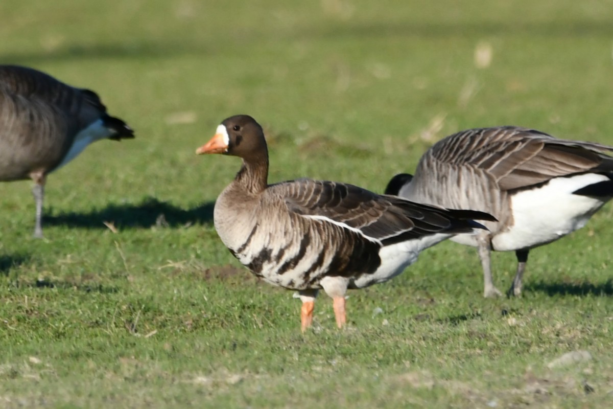 Greater White-fronted Goose - ML630880439