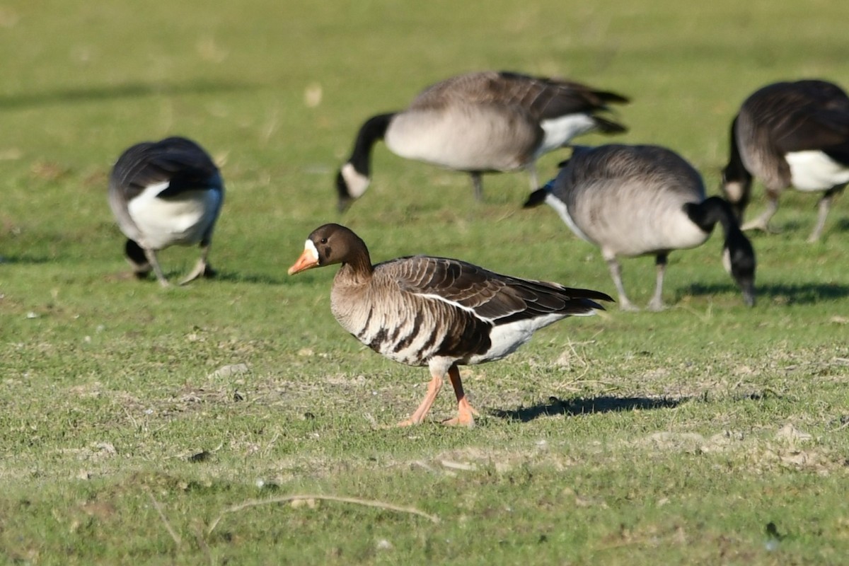 Greater White-fronted Goose - ML630880475