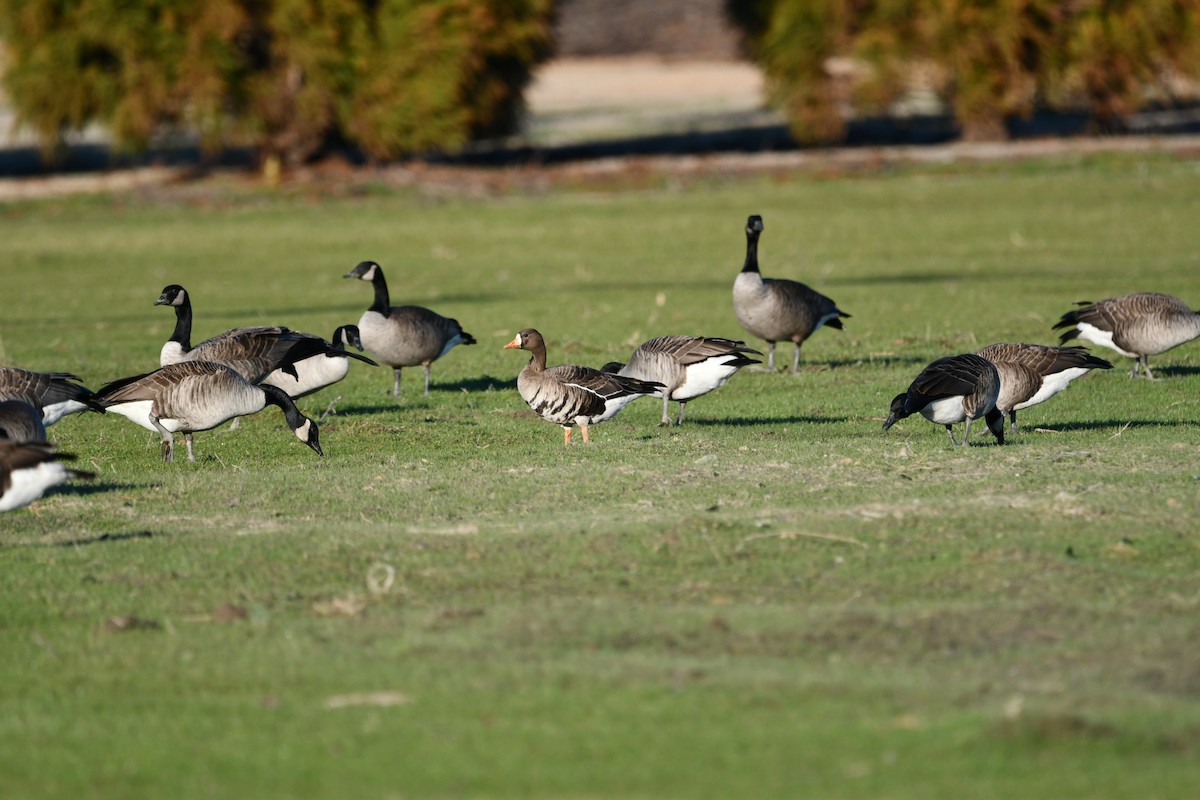 Greater White-fronted Goose - ML630880478