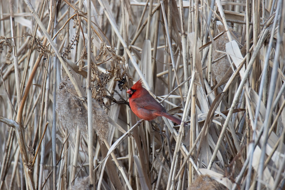 Northern Cardinal - ML630880492