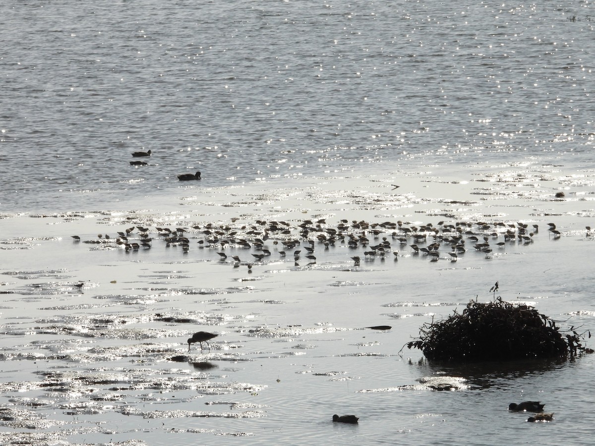 Least Sandpiper - ML630880766