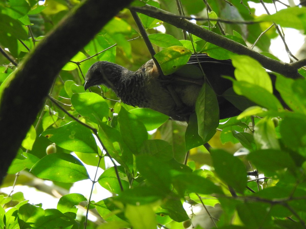 Colombian Chachalaca - ML630880777