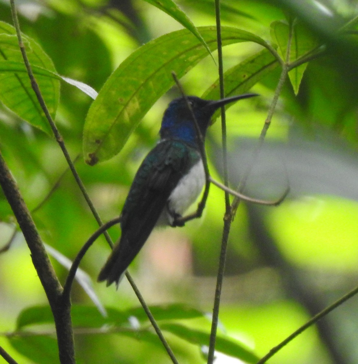 White-necked Jacobin - ML630880786