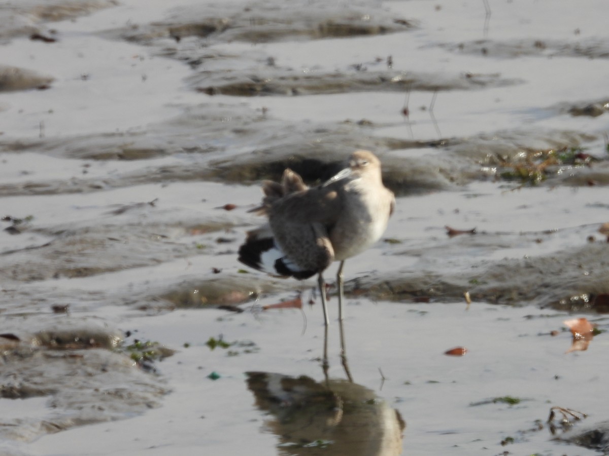 Willet - ML630880808