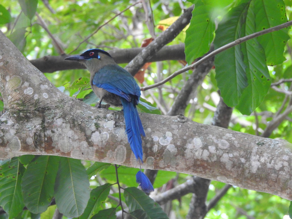 Andean Motmot - ML630880809