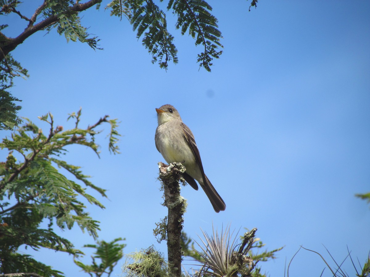 Northern Tropical Pewee - ML630880810