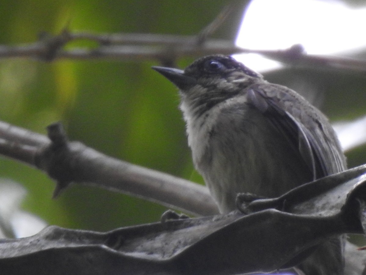 Grayish Piculet - ML630880836