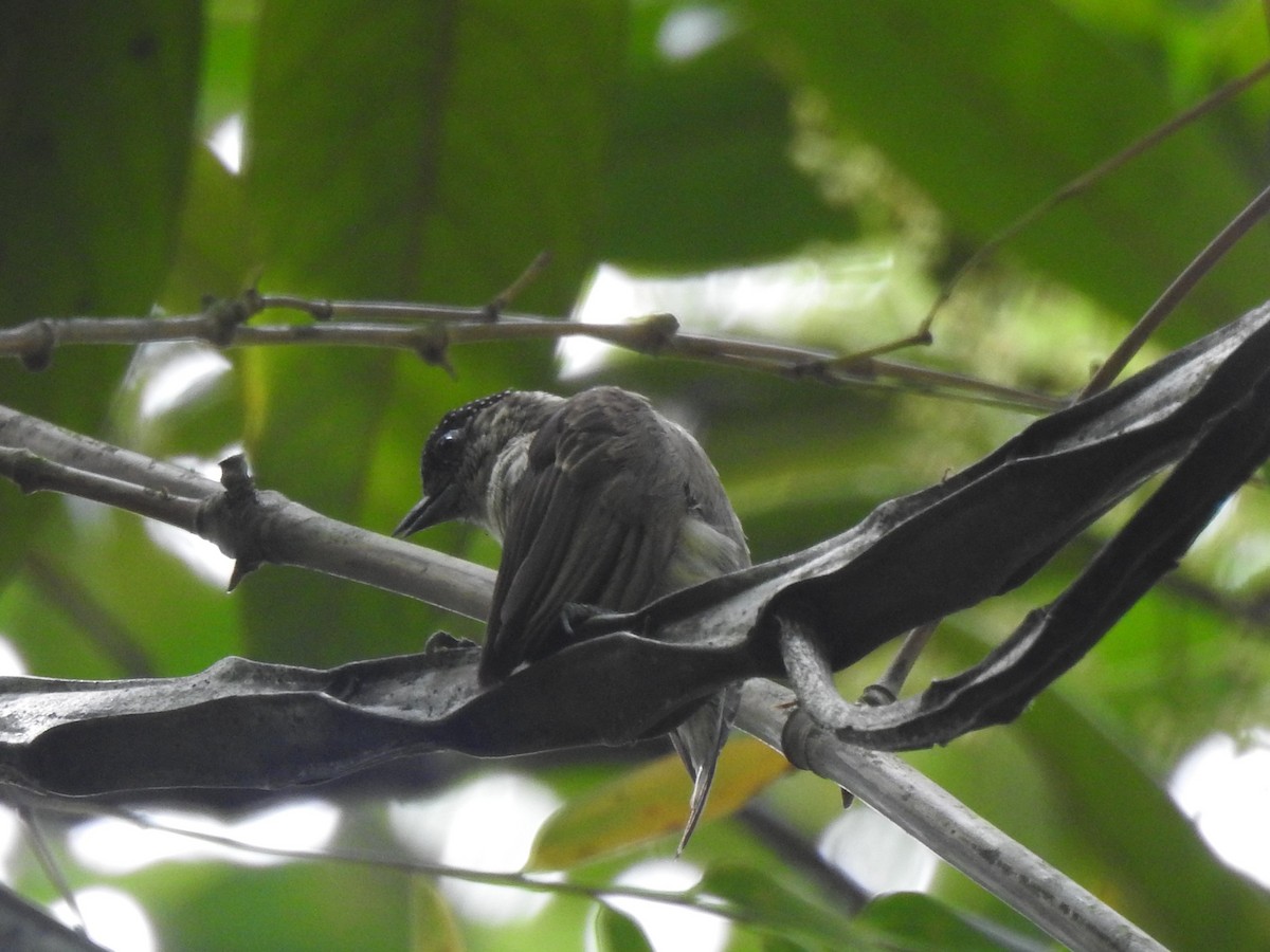 Grayish Piculet - ML630880837