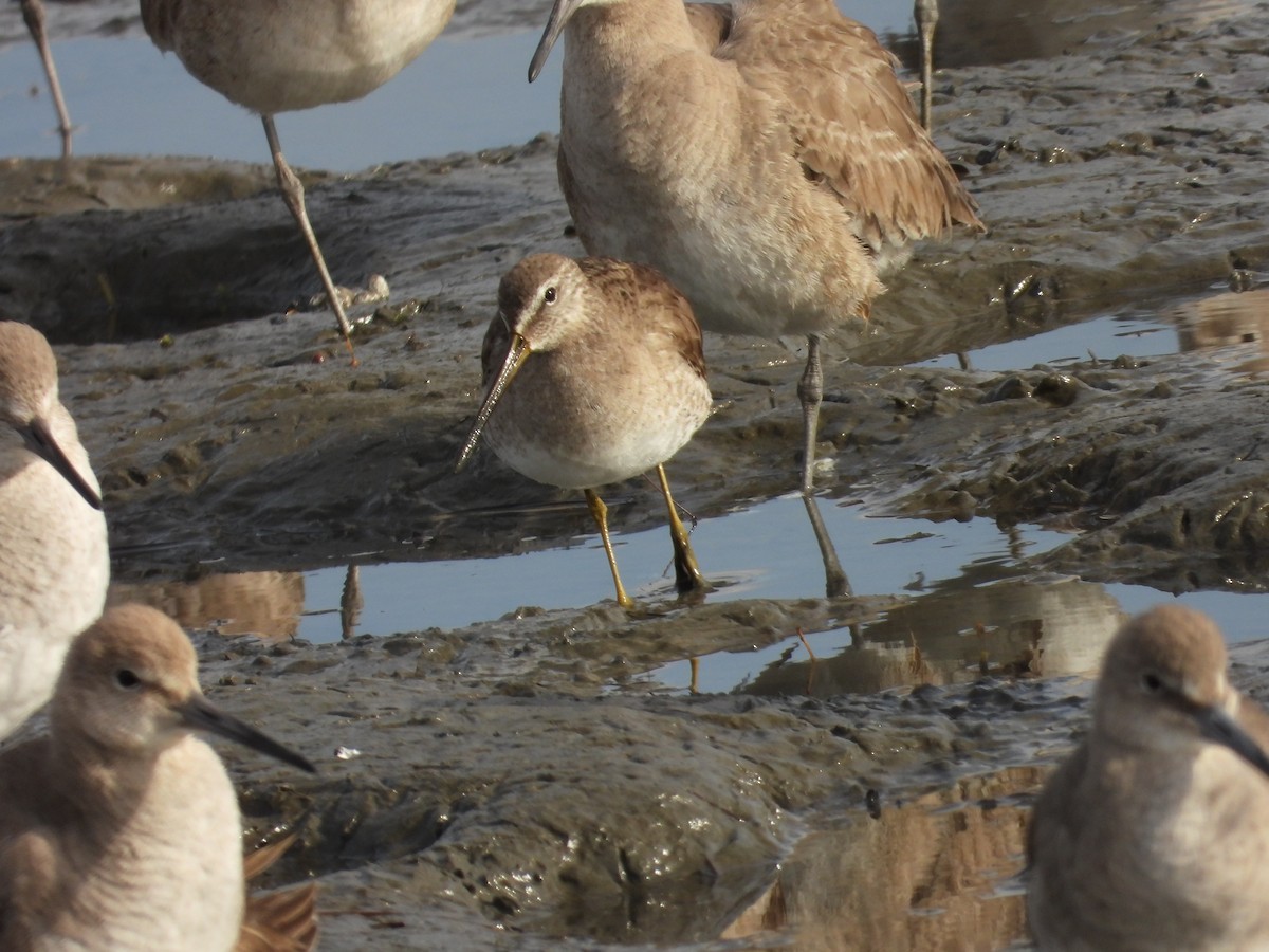 Long-billed Dowitcher - ML630880847