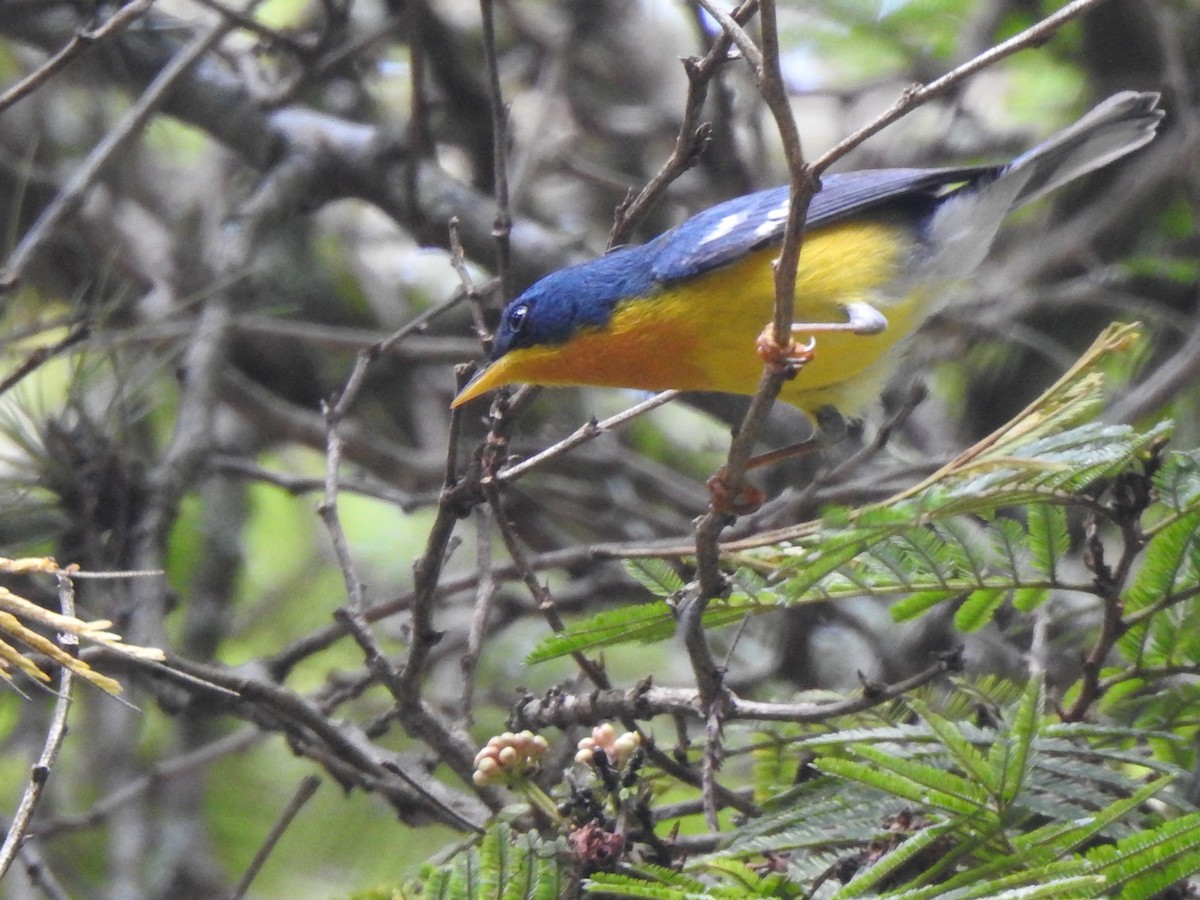 Tropical Parula - ML630880867