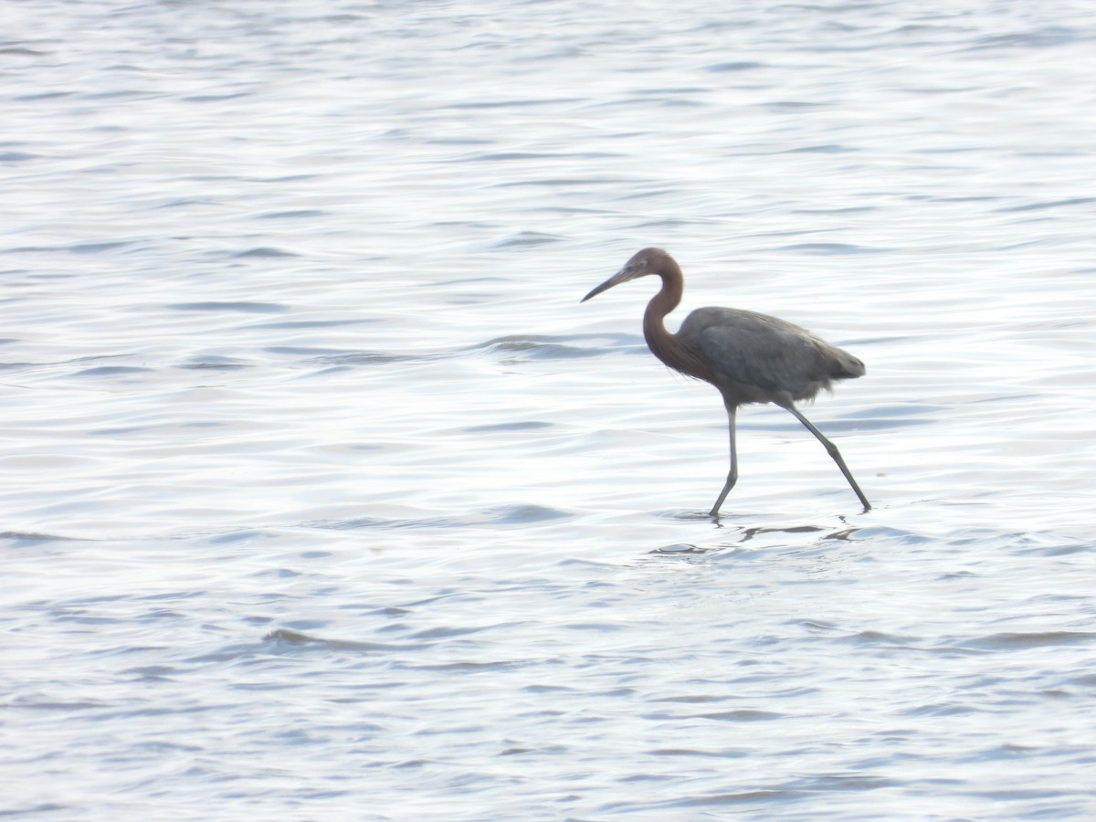 Reddish Egret - ML630880868