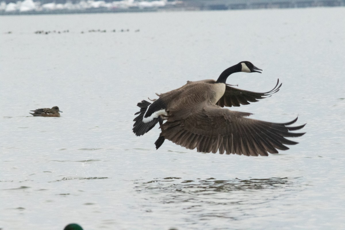 Canada Goose - ML630880870