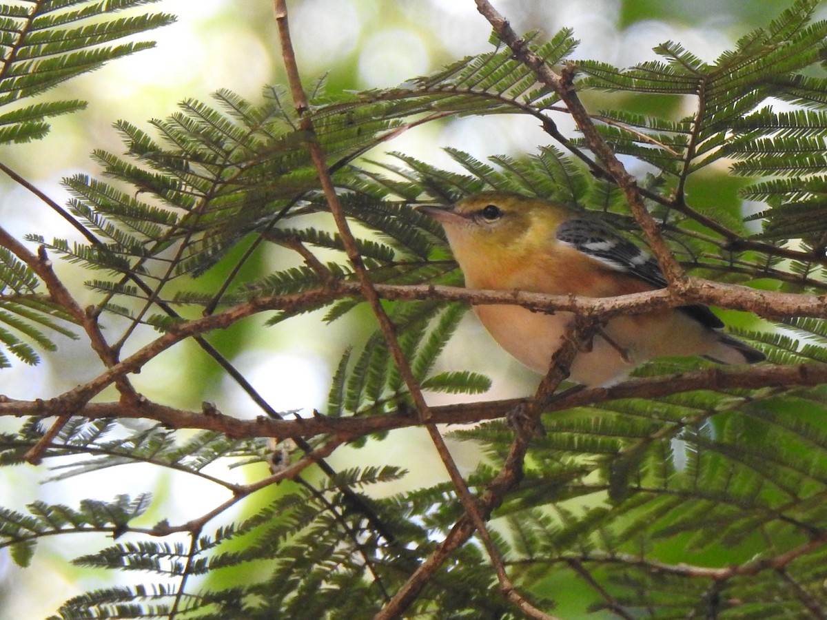 Bay-breasted Warbler - ML630880885