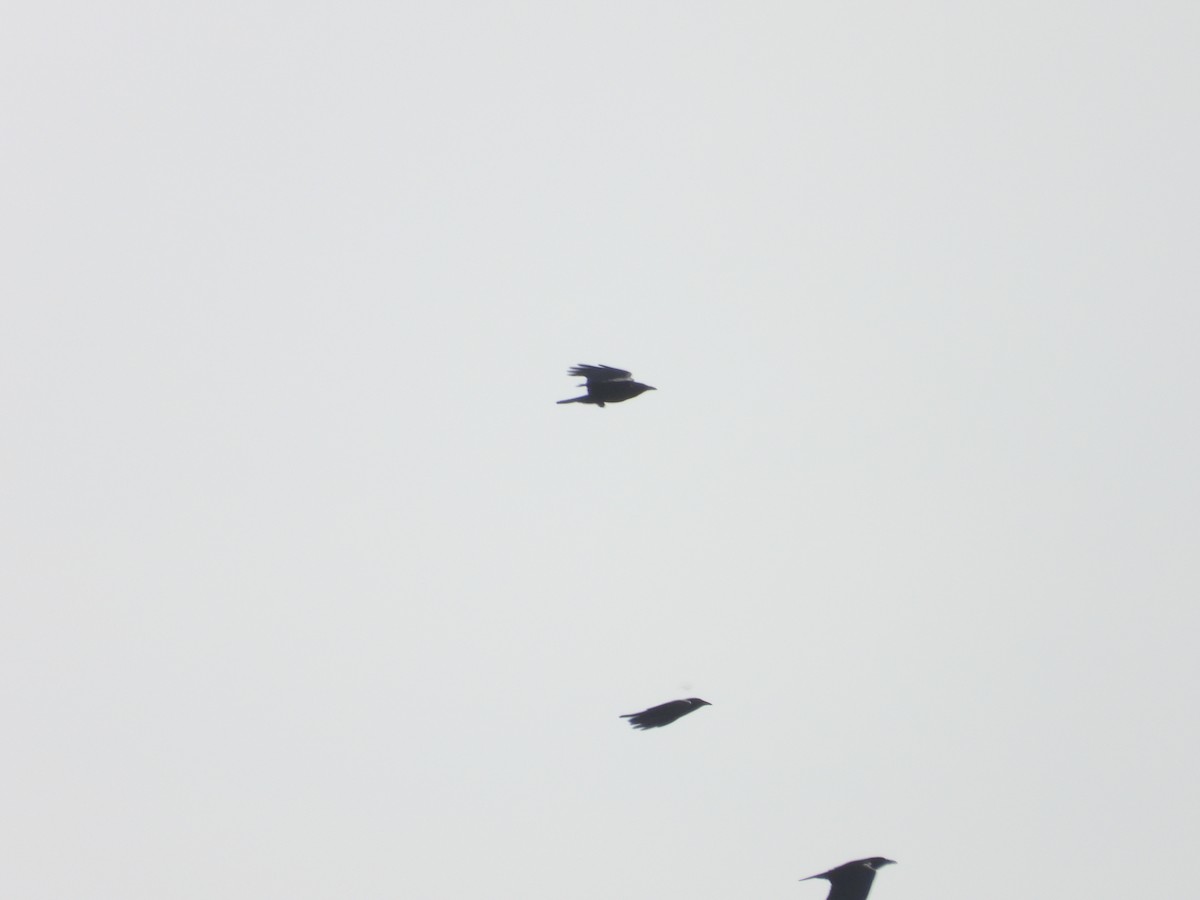 Common Raven - ML630880913