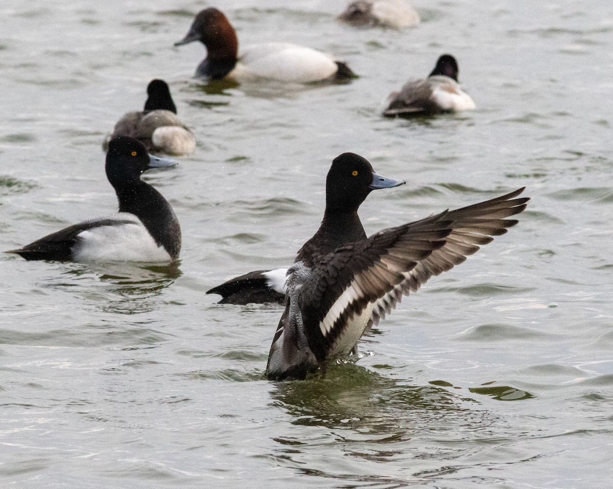 Lesser Scaup - ML630880916