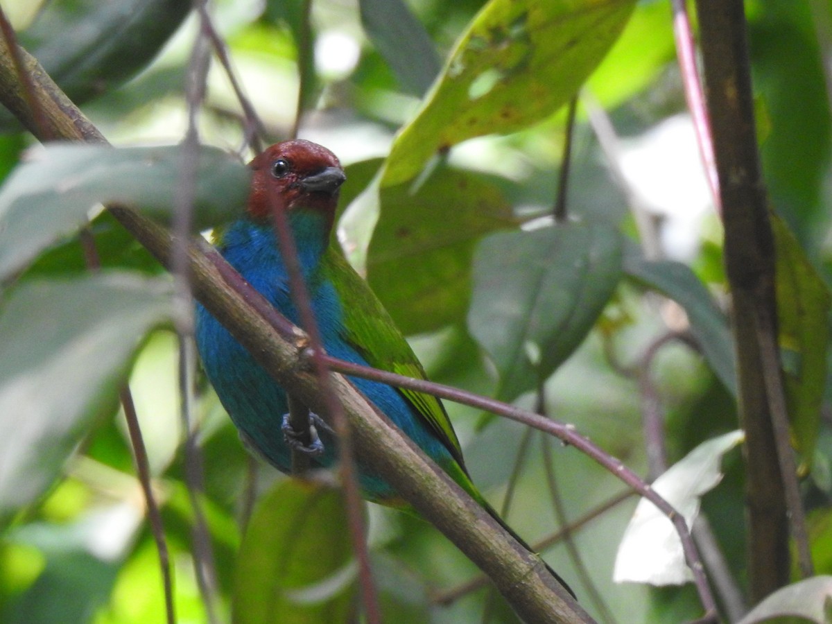 Bay-headed Tanager - ML630880917