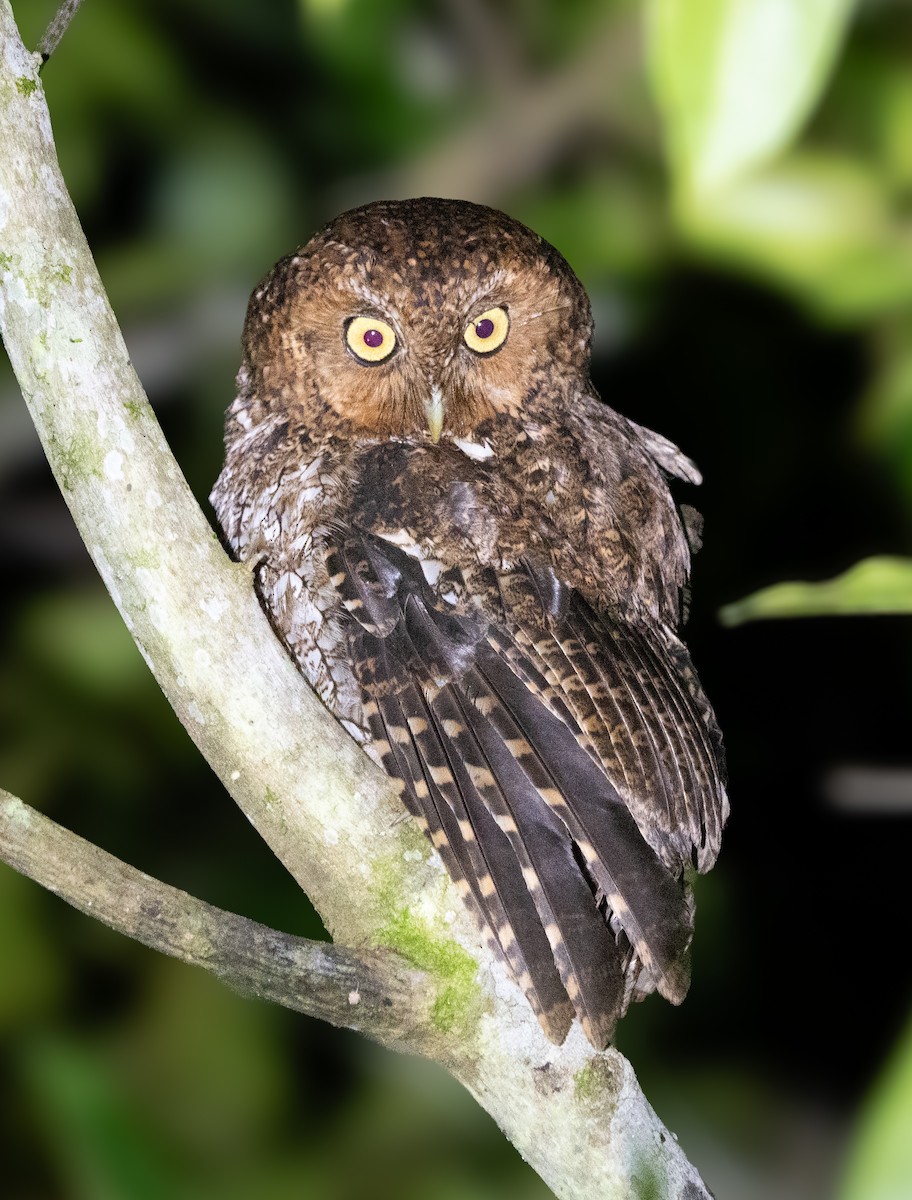 Bare-shanked Screech-Owl - ML630880950
