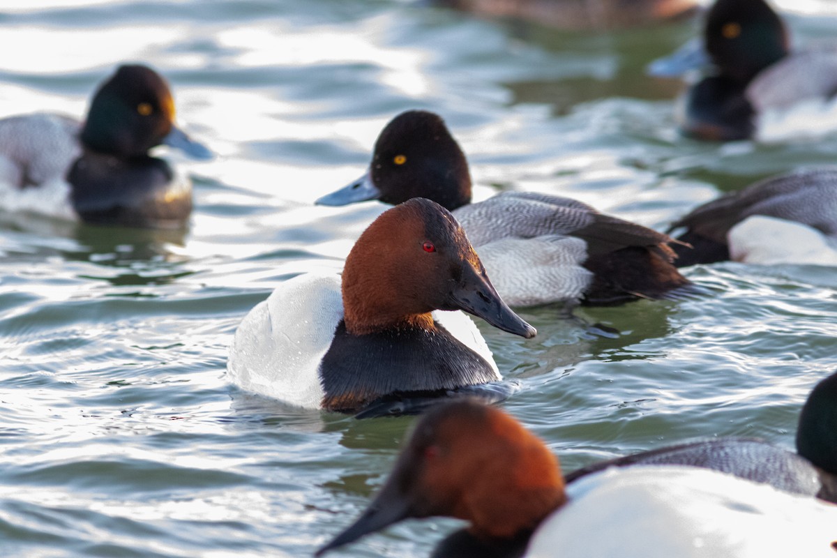 Canvasback - ML630880953