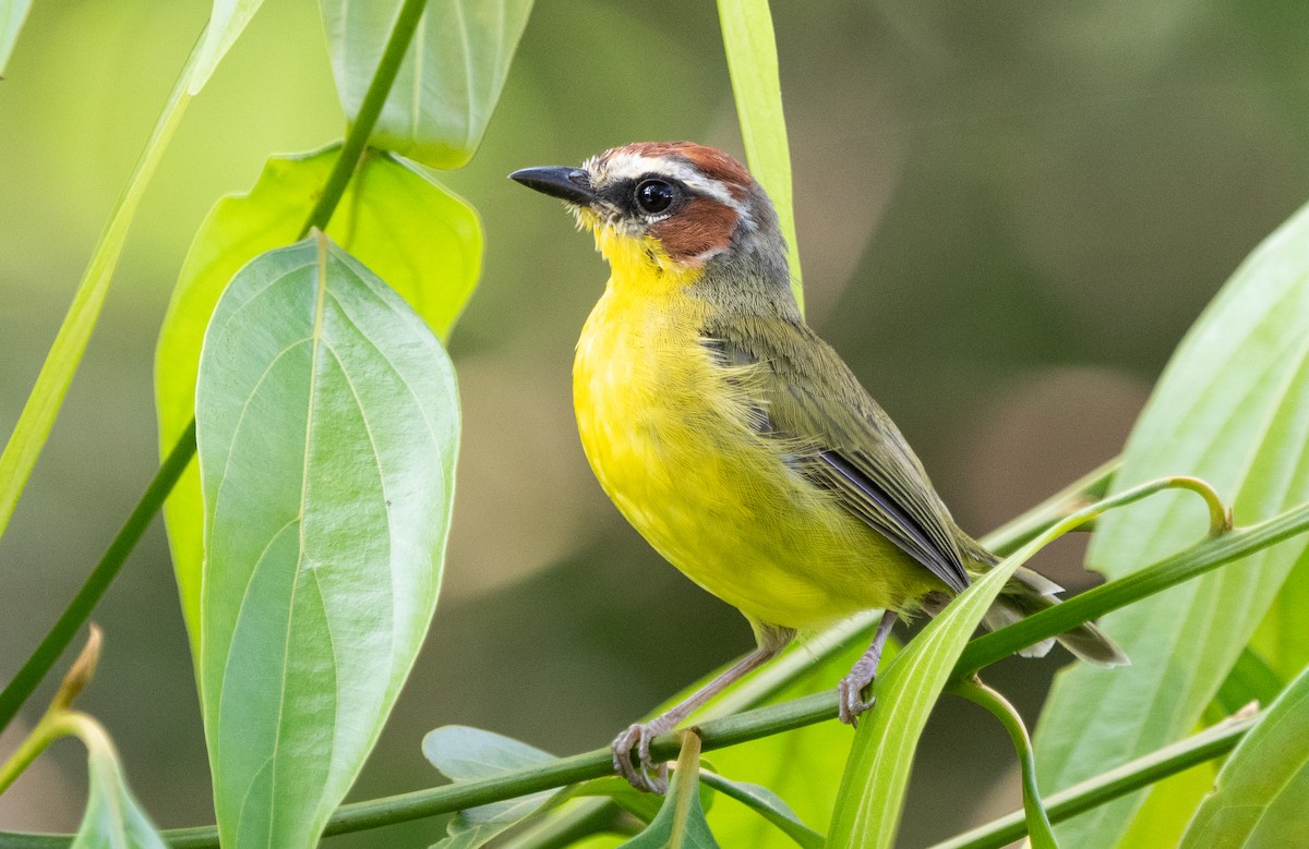 Chestnut-capped Warbler - ML630880961