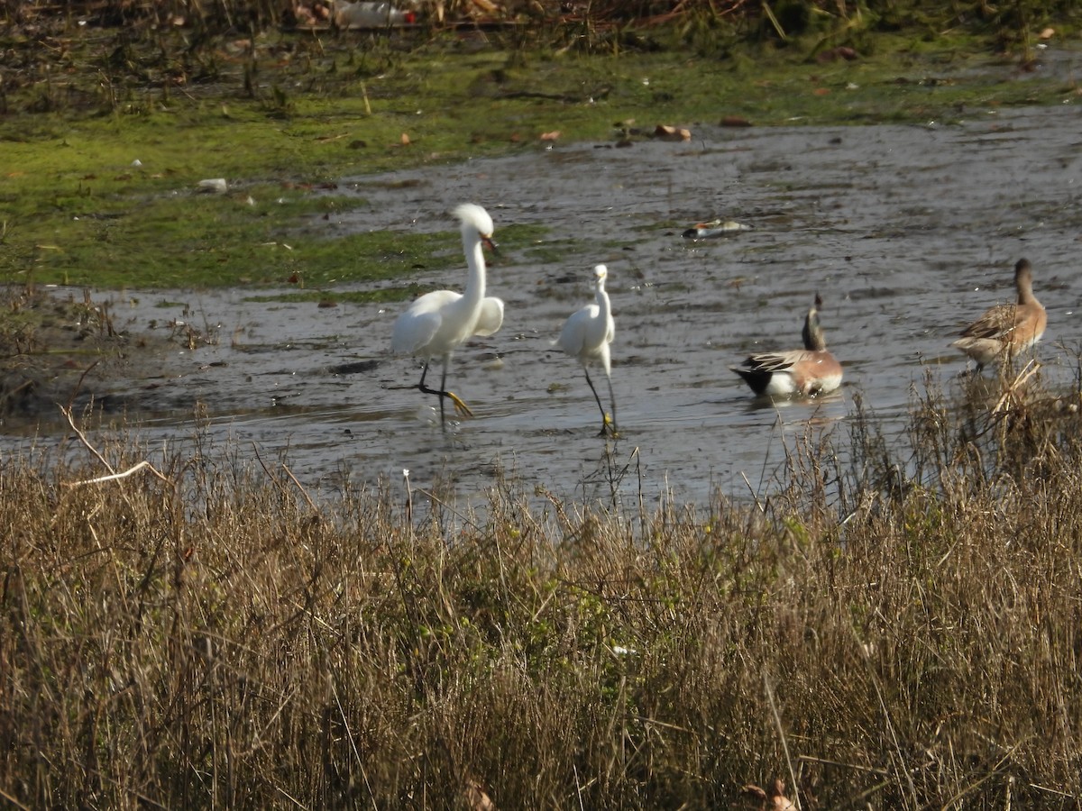 Snowy Egret - ML630881004