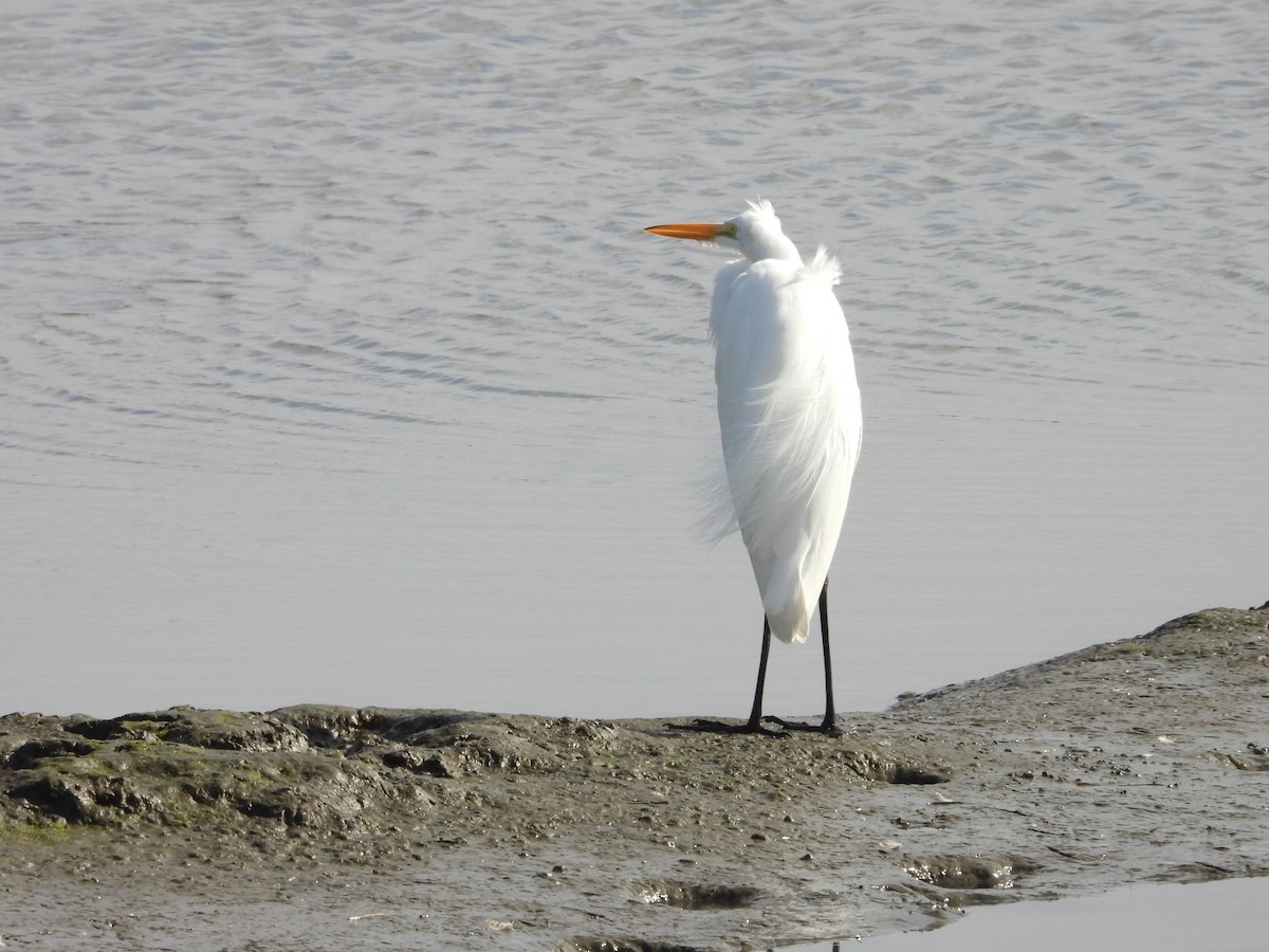 Great Egret - ML630881025