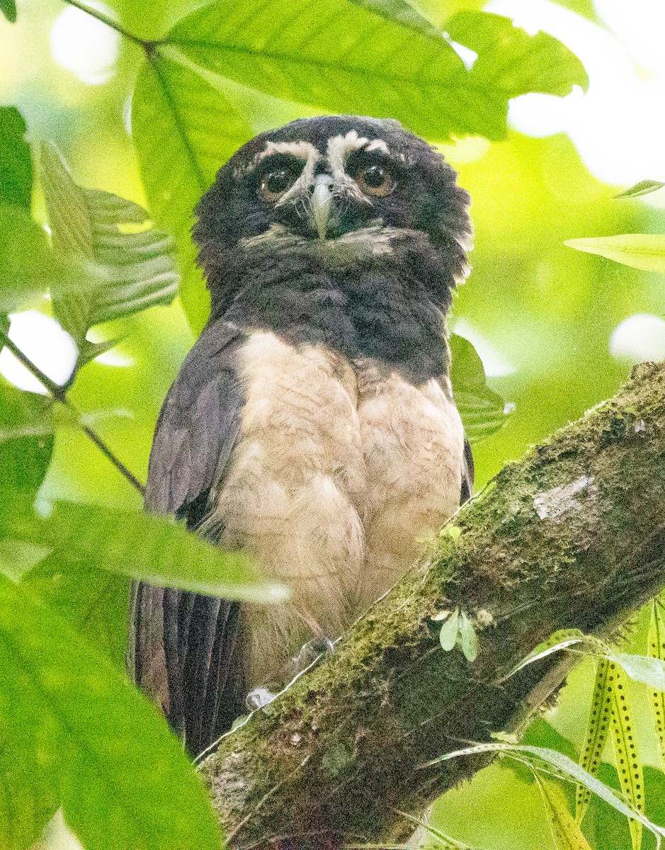 Spectacled Owl - ML630881032