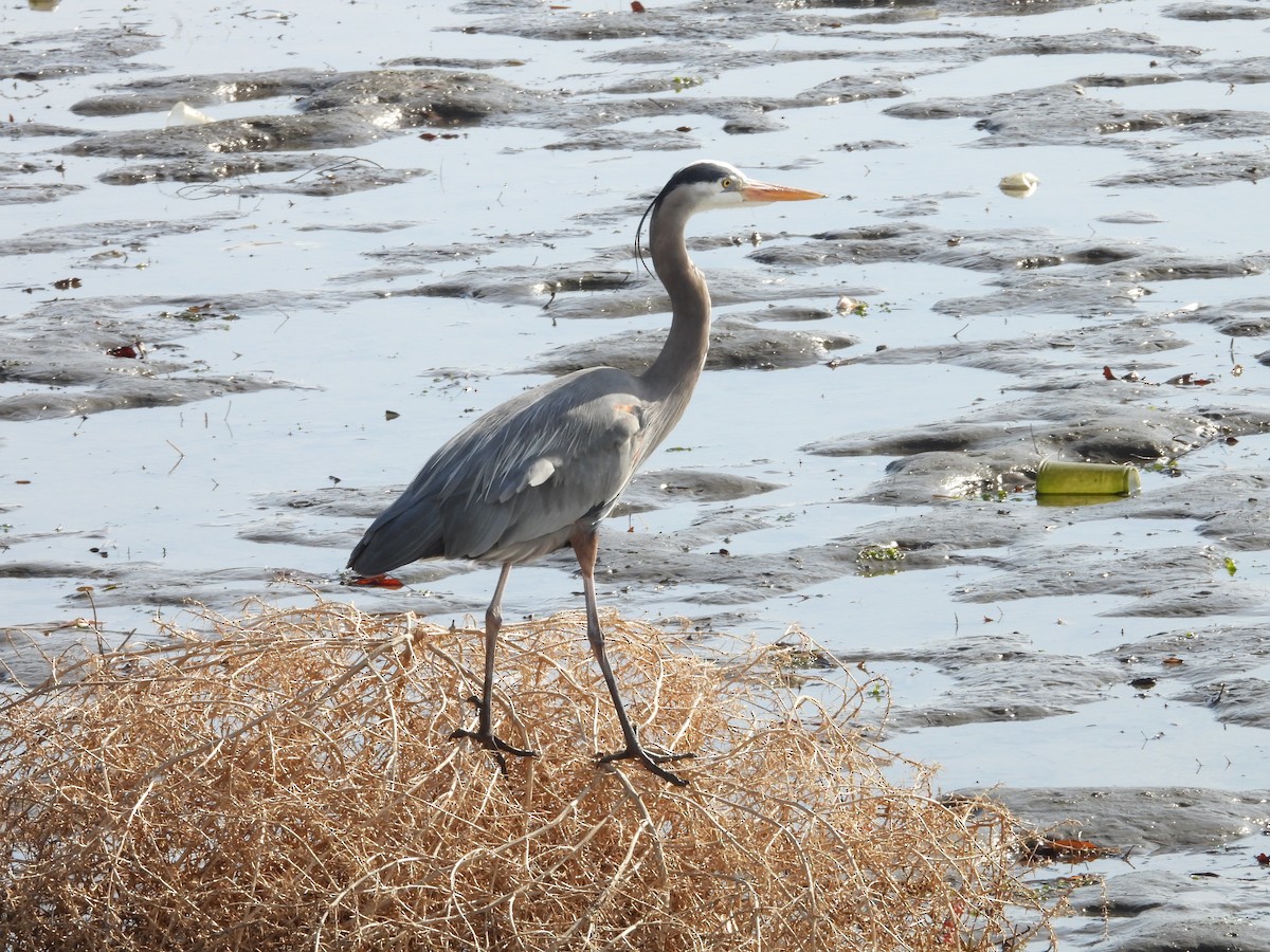 Great Blue Heron - ML630881036