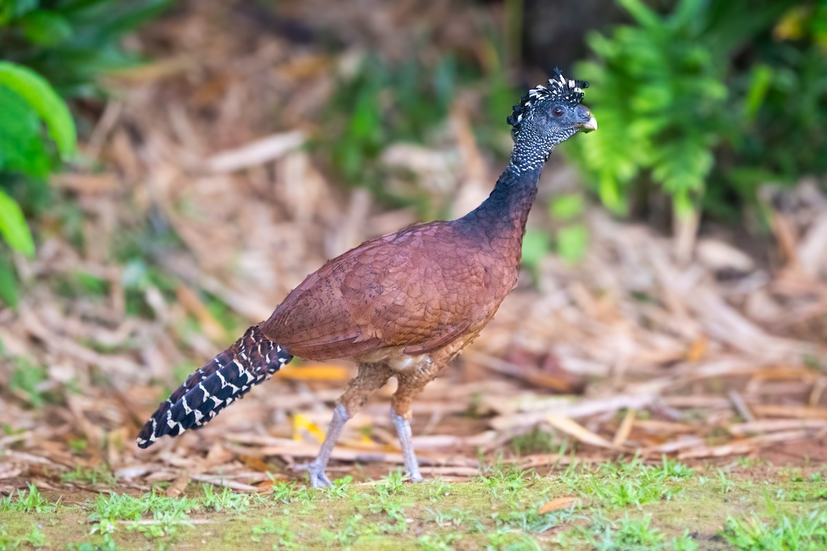 Great Curassow - ML630881146
