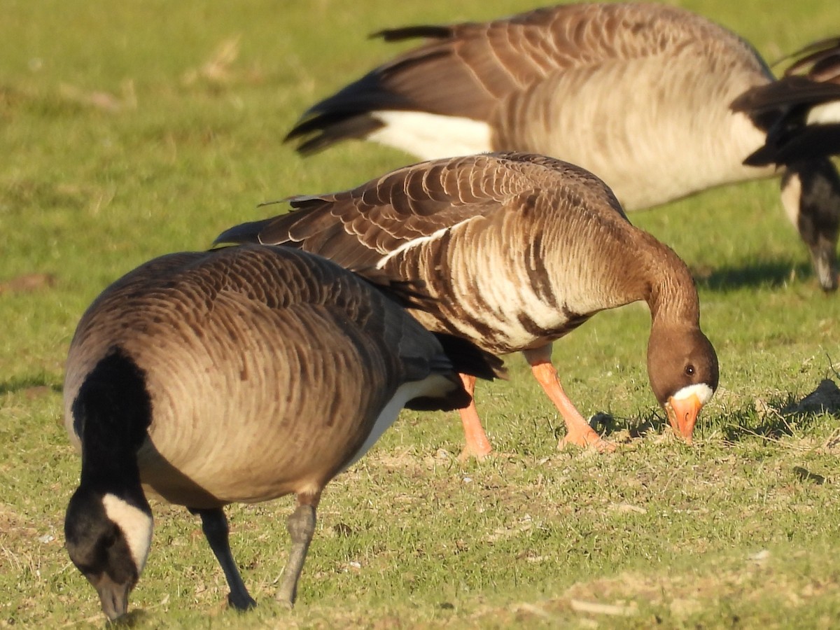 Greater White-fronted Goose - ML630881181