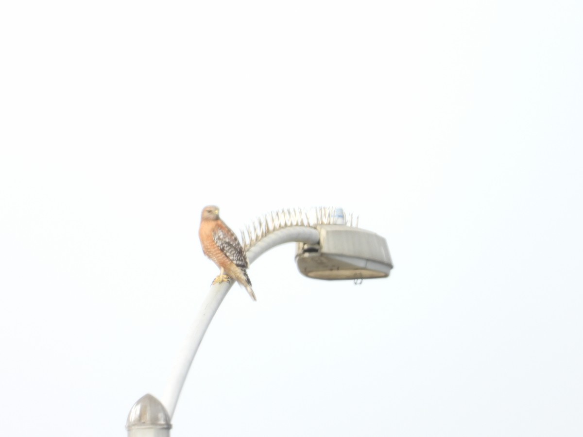 Red-shouldered Hawk - ML630881204