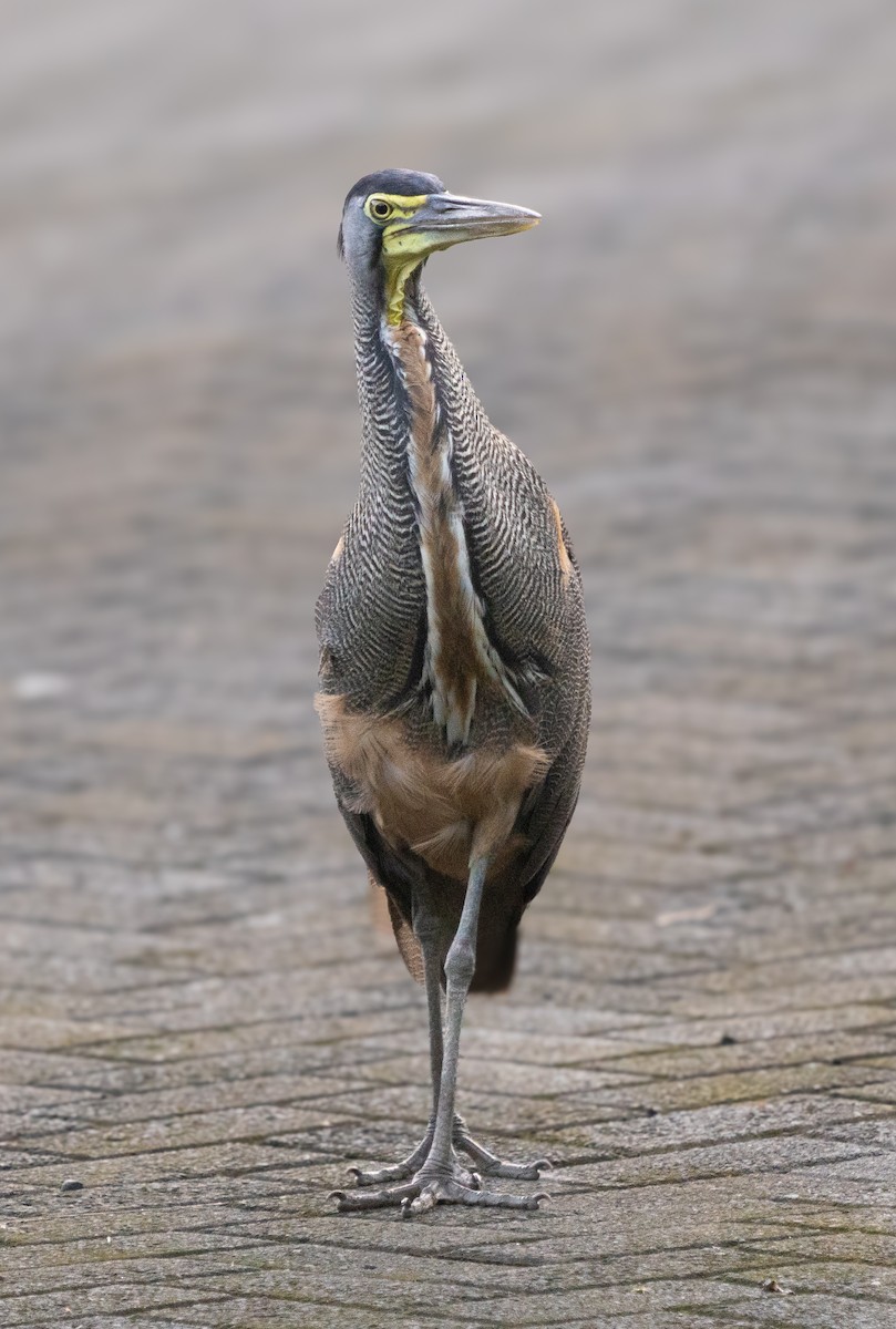 Bare-throated Tiger-Heron - ML630881207