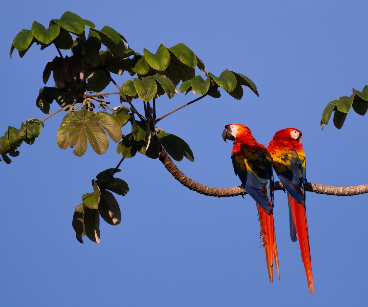 Scarlet Macaw - ML630881224