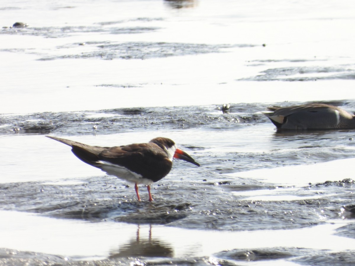 Black Skimmer - ML630881227