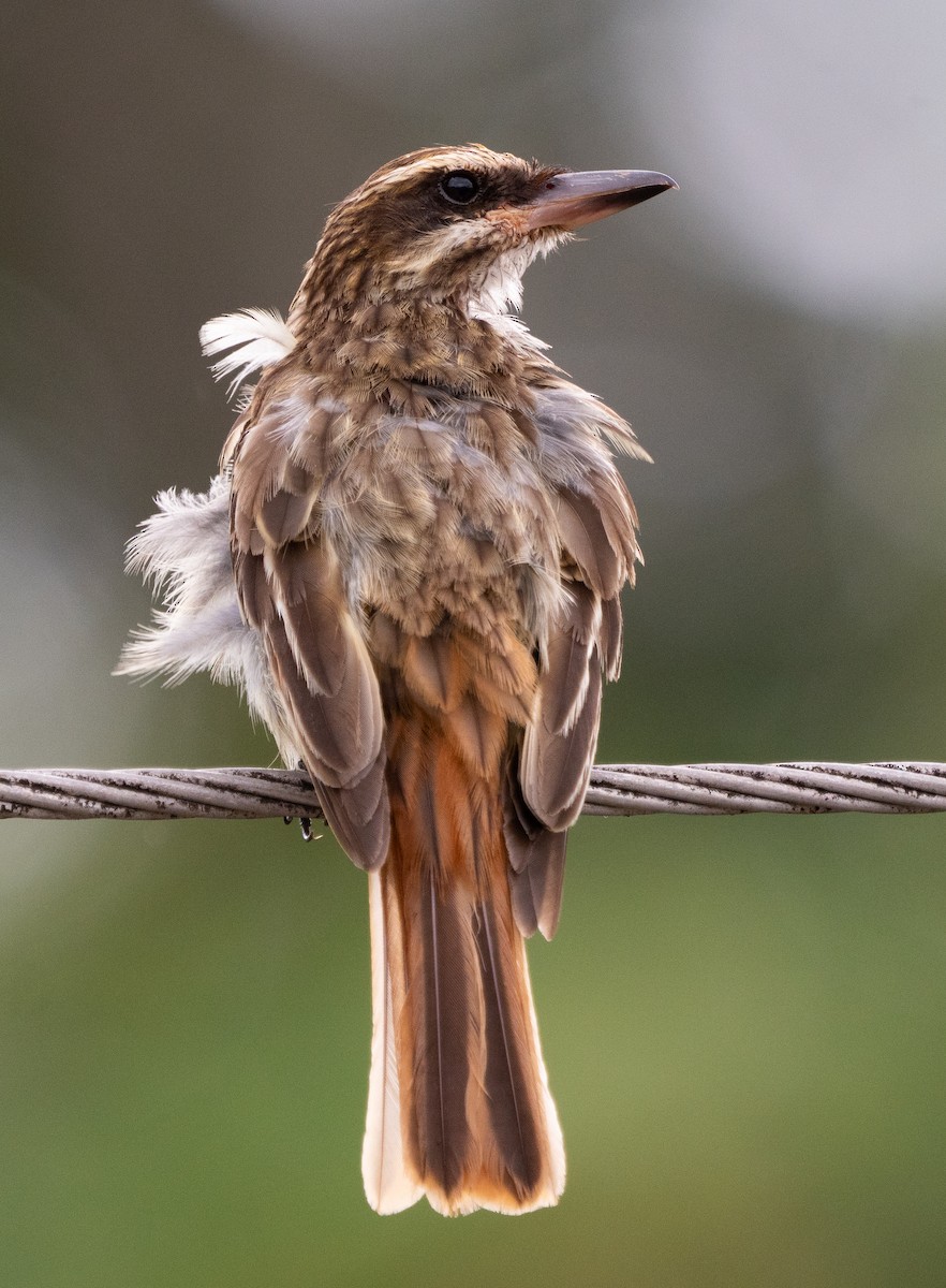 Streaked Flycatcher - ML630881277